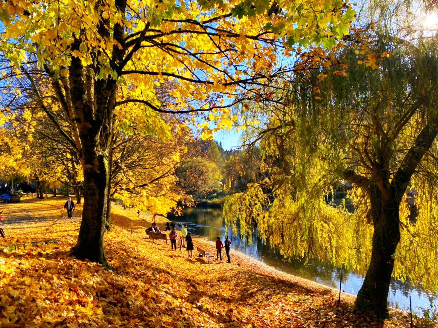 Fall foliage in Bothell, WA