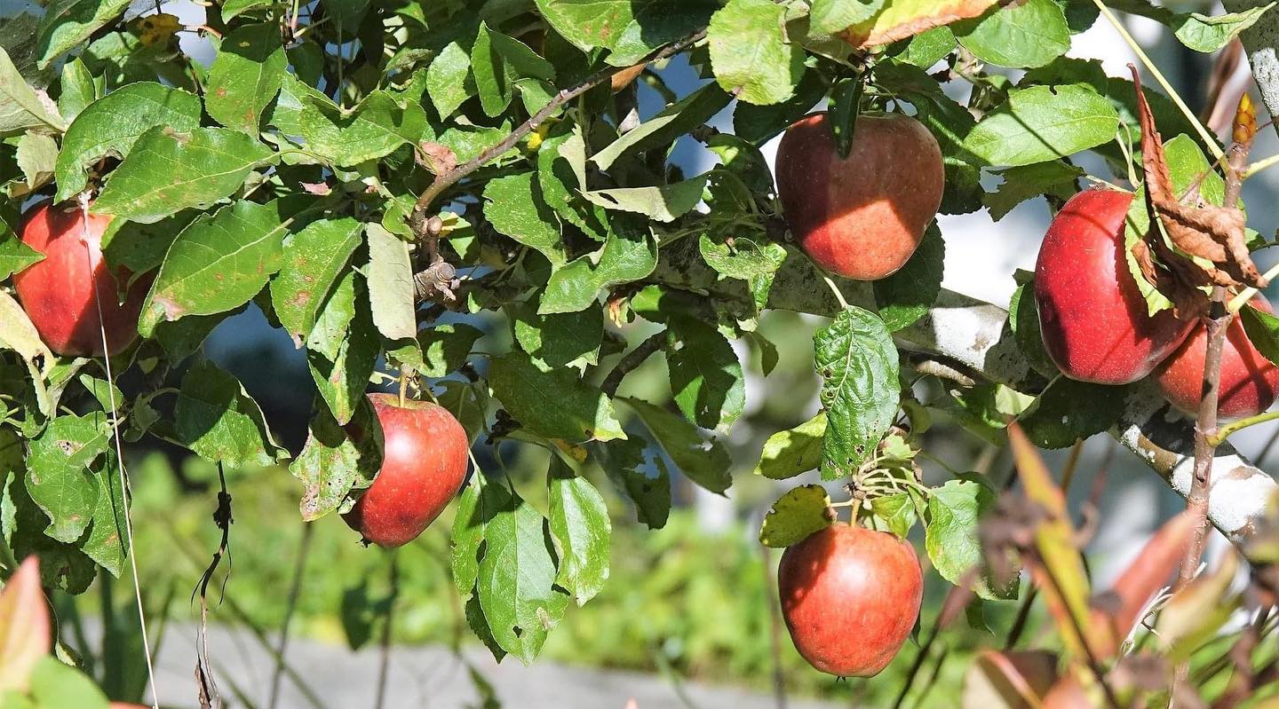 Apple picking near Bothell, Washington.