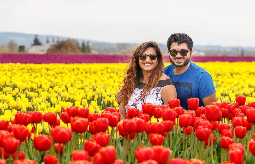 Tulip field.