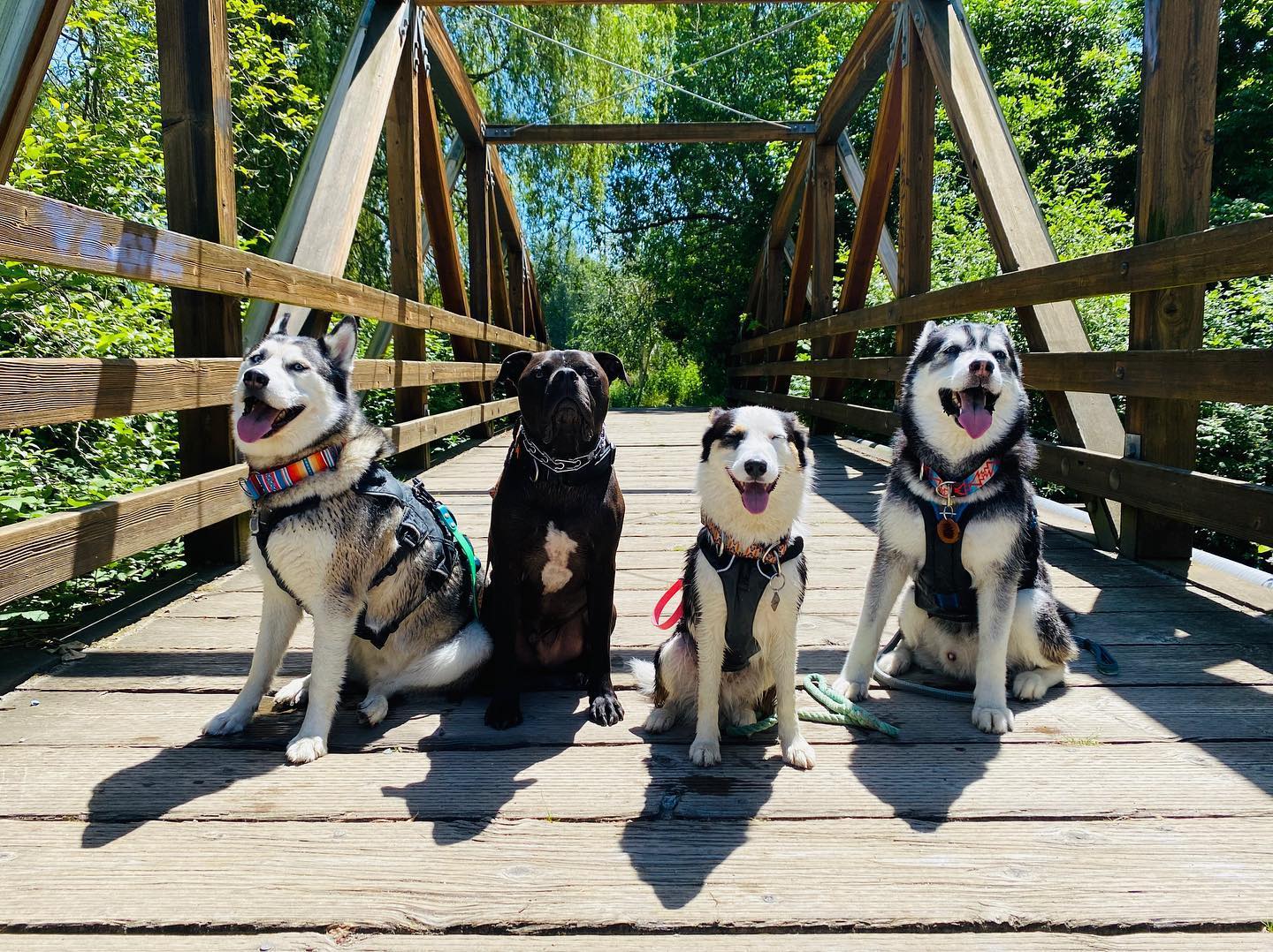 Four dogs on Bothell's bridge.